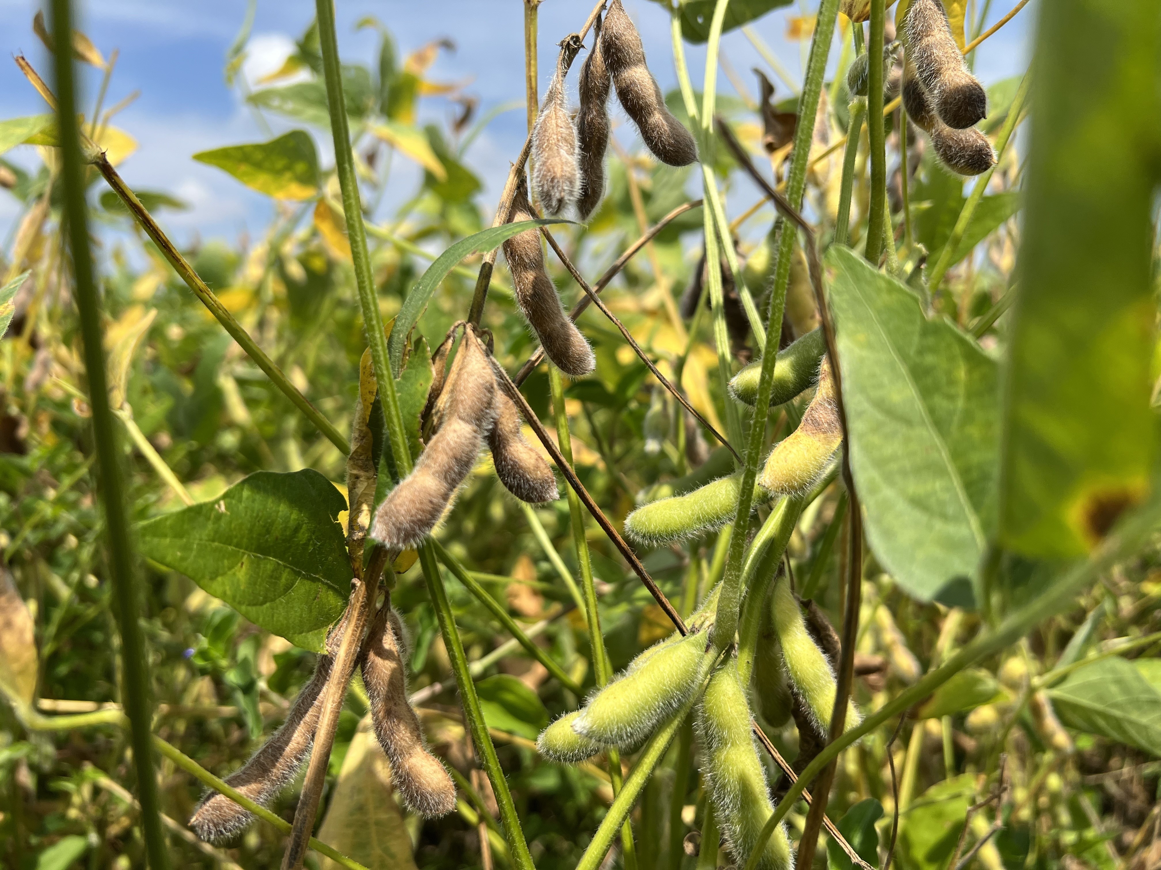 Fim do Vazio Sanitário da Soja em Roraima: Análise do Impacto na Safra e na Economia Regional