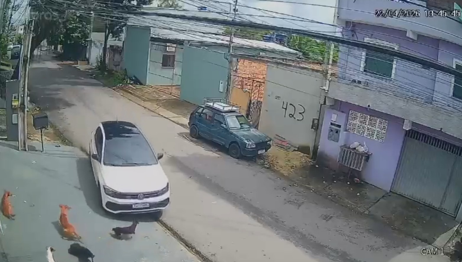 Atropelamento de Cães em Manaus: Um Espelho da Vulnerabilidade Urbana e a Resposta Social