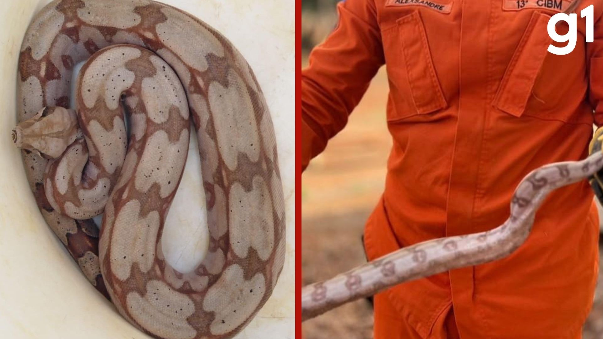 Jiboia em Posto de MT: O Alerta Silencioso para a Expansão Urbana e a Coexistência Humana-Fauna
