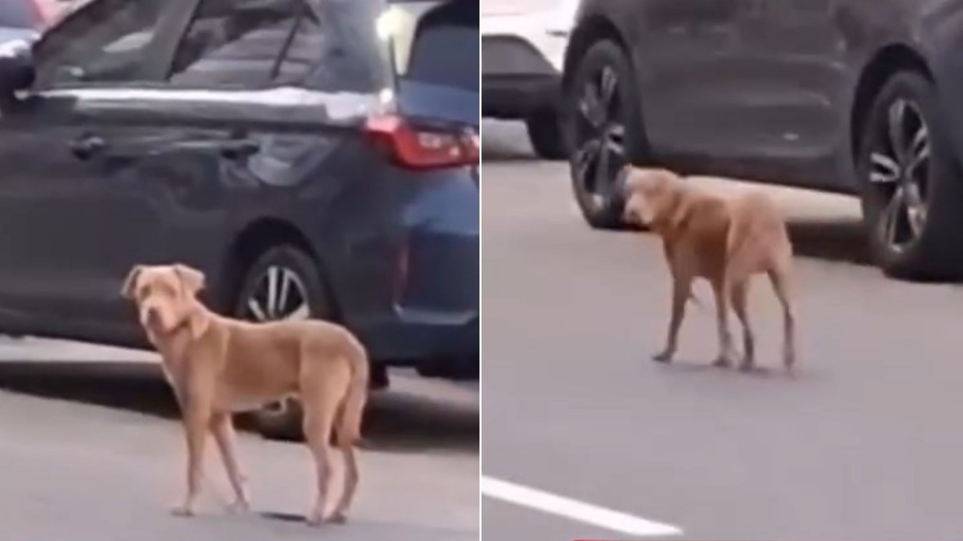 Guarapari: O Cerco Legal se Fecha Contra o Abandono Animal e Delitos Conexos no Espírito Santo