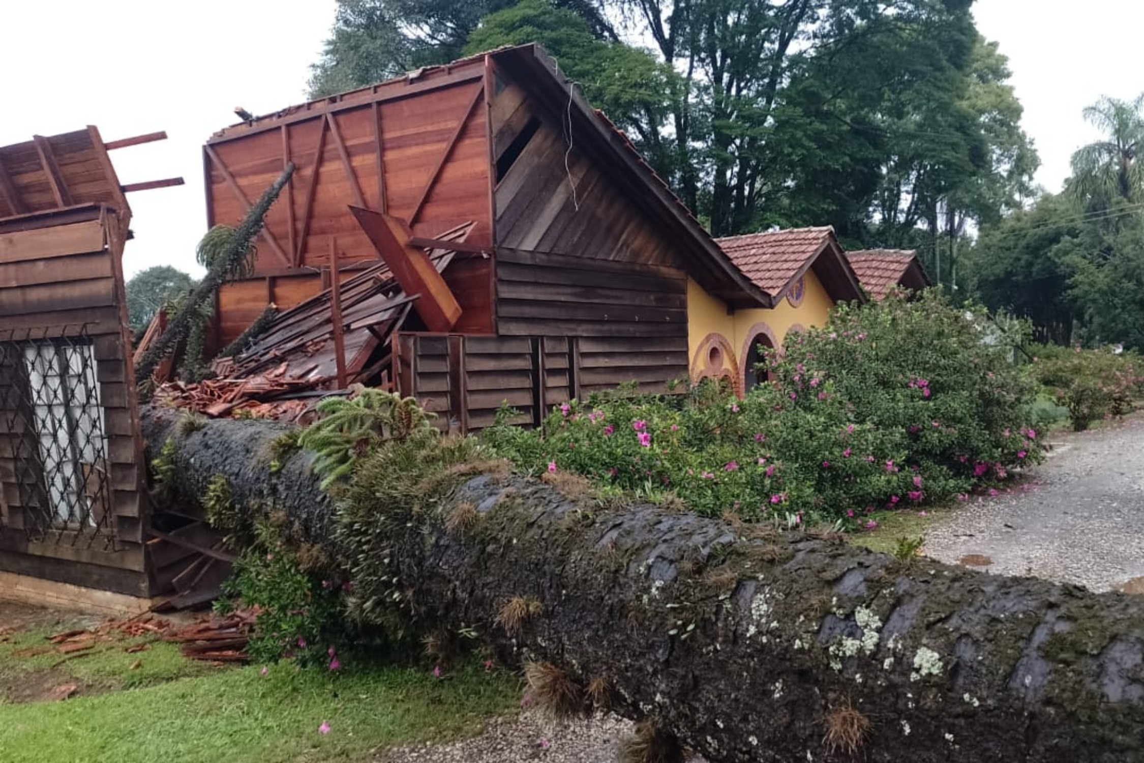 Temporal em Ponta Grossa: A Queda da Araucária e o Alerta Climático para a Economia Regional