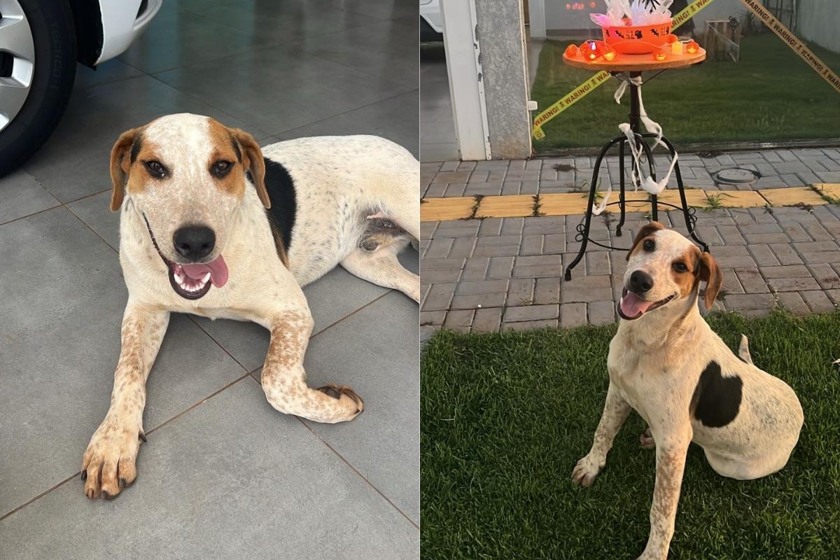 A Morte de Abacate em Toledo: Segurança, Responsabilidade e o Tecido Social Local