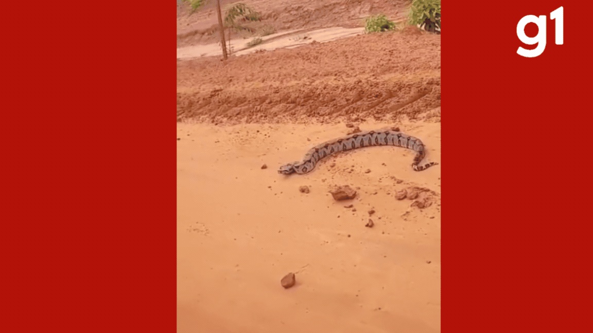 Jiboia em Estradas de MT: Mais que um Susto, um Reflexo da Interação Humana com a Fauna