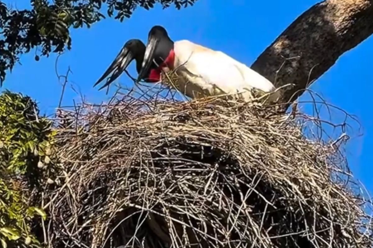 O Retorno do Tuiuiú e a Mensagem Urgente do Pantanal: Indicadores de Futuro para Mato Grosso do Sul