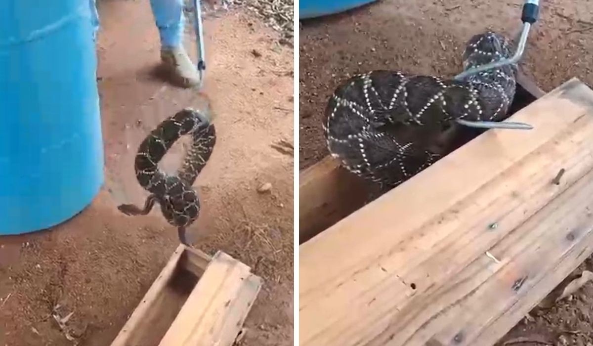 O Encontro Silencioso: Cascavel em Residência e o Desafio da Coexistência Urbana