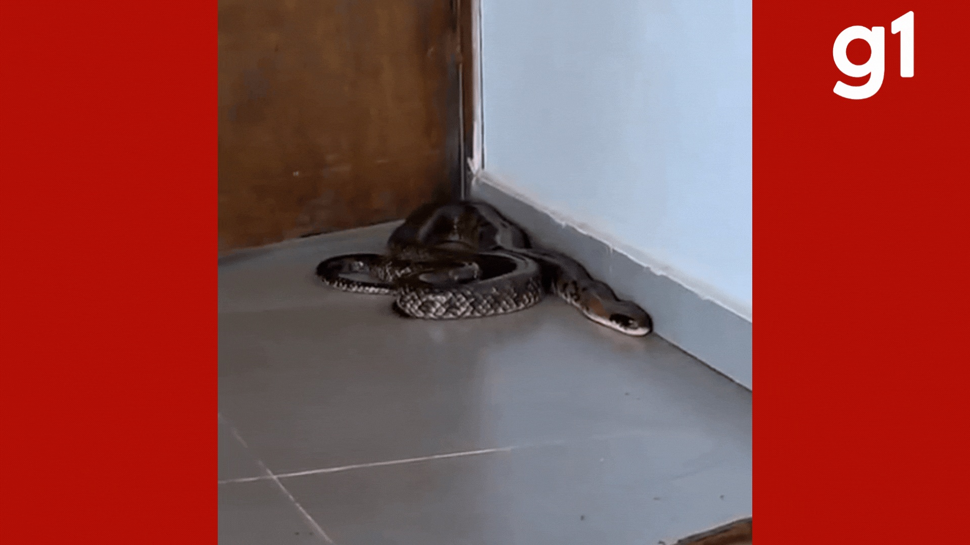 Incidente com Serpente em Cáceres Revela Desafios da Convivência Urbana com a Fauna Silvestre