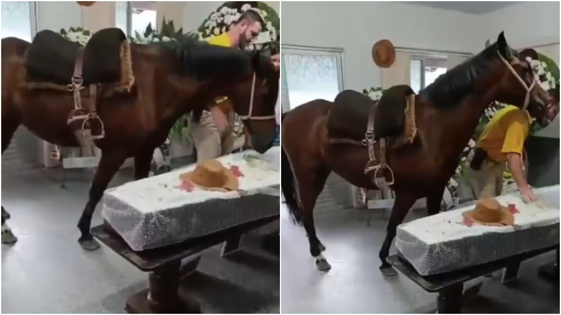 O Elo Inesperado: Como a Despedida de Pedro Krug em Blumenau Reafirma Valores Comunitários e a Relação Humano-Animal em SC