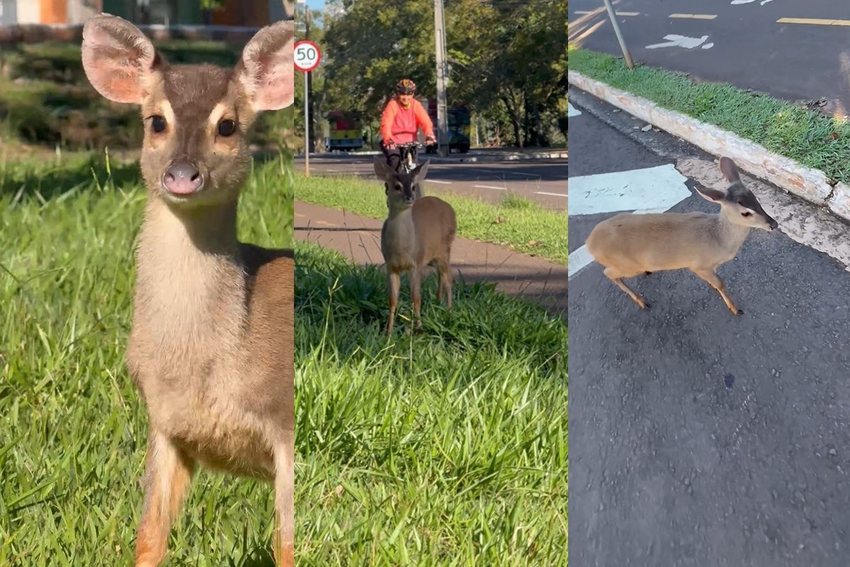 Campo Grande: Filhote de Veado na Afonso Pena Expõe Desafios da Coexistência Urbano-Silvestre