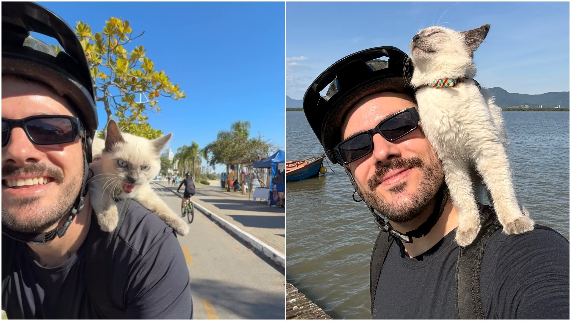 Além do Viral: A Ascensão dos Pets Aventureiros e o Redefinir da Convivência Urbana em Florianópolis