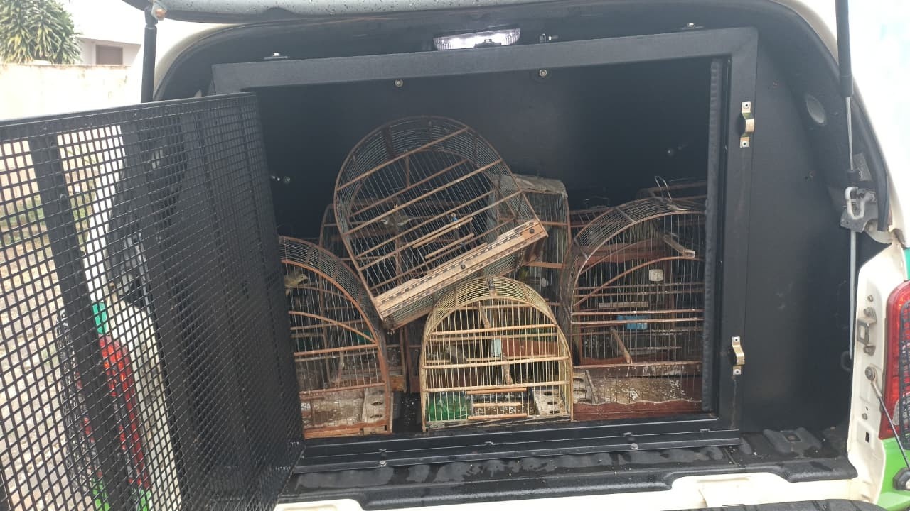 Resgate de Aves Silvestres em Itararé: Um Olhar Sobre o Tráfico, Biodiversidade e a Ação Cívica