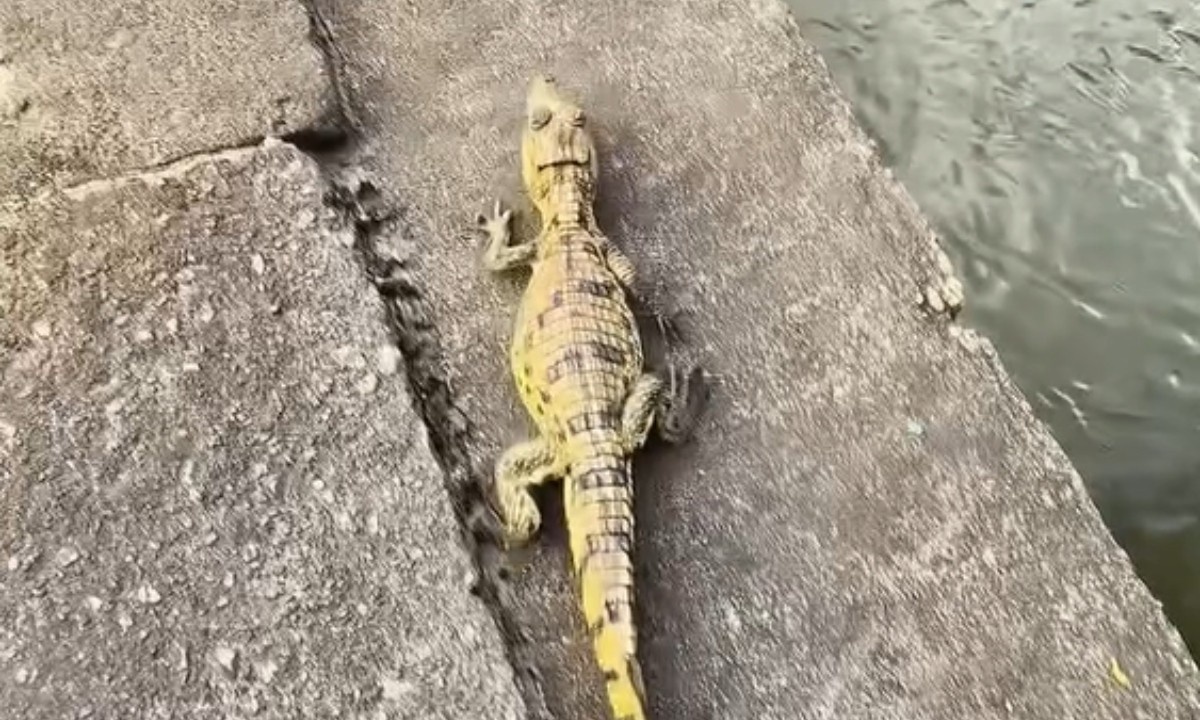 Jacaré em Pneu em Manaus: O Alerta Silencioso da Interação Urbana com a Fauna Amazônica