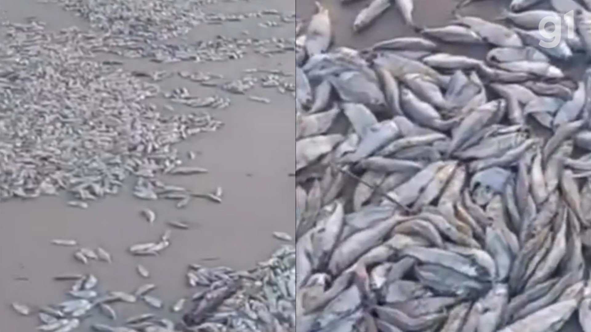 Morte Massiva de Peixes em Cedral: Um Sinal Alarmante para a Ecologia e Economia do Maranhão