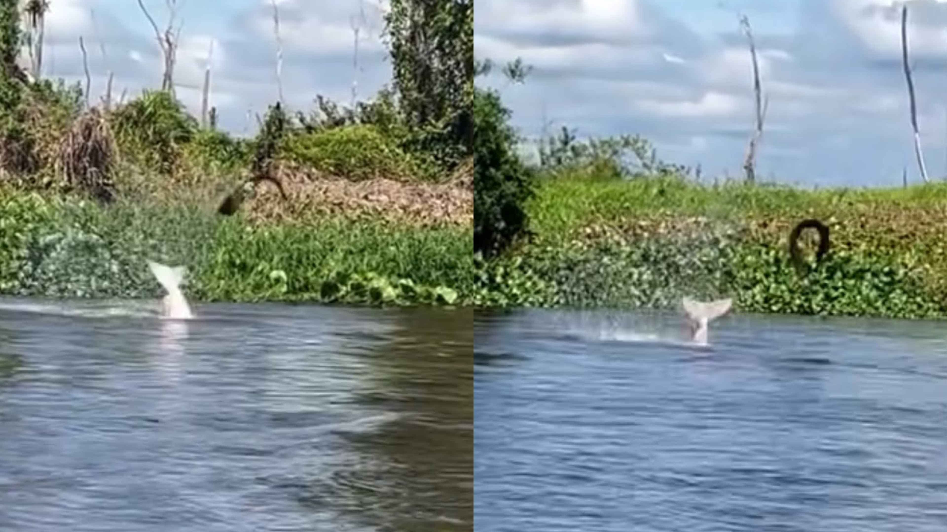 A Sinfonia Inesperada do Guaporé: Boto, Peixe-Elétrico e o Futuro de Rondônia
