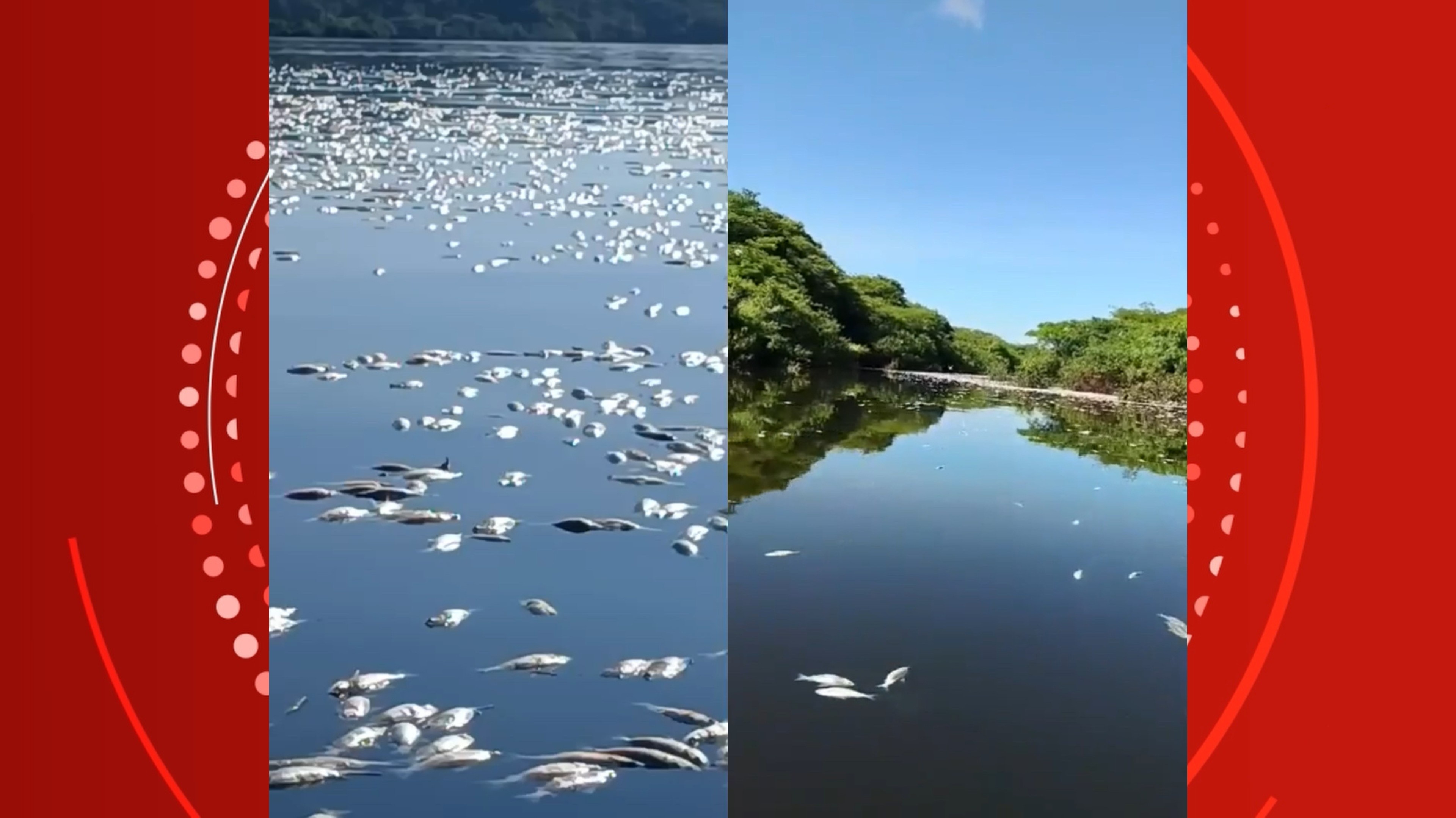 Mortandade Massiva no Lago do Cuniã: Um Alerta Socioambiental para Rondônia