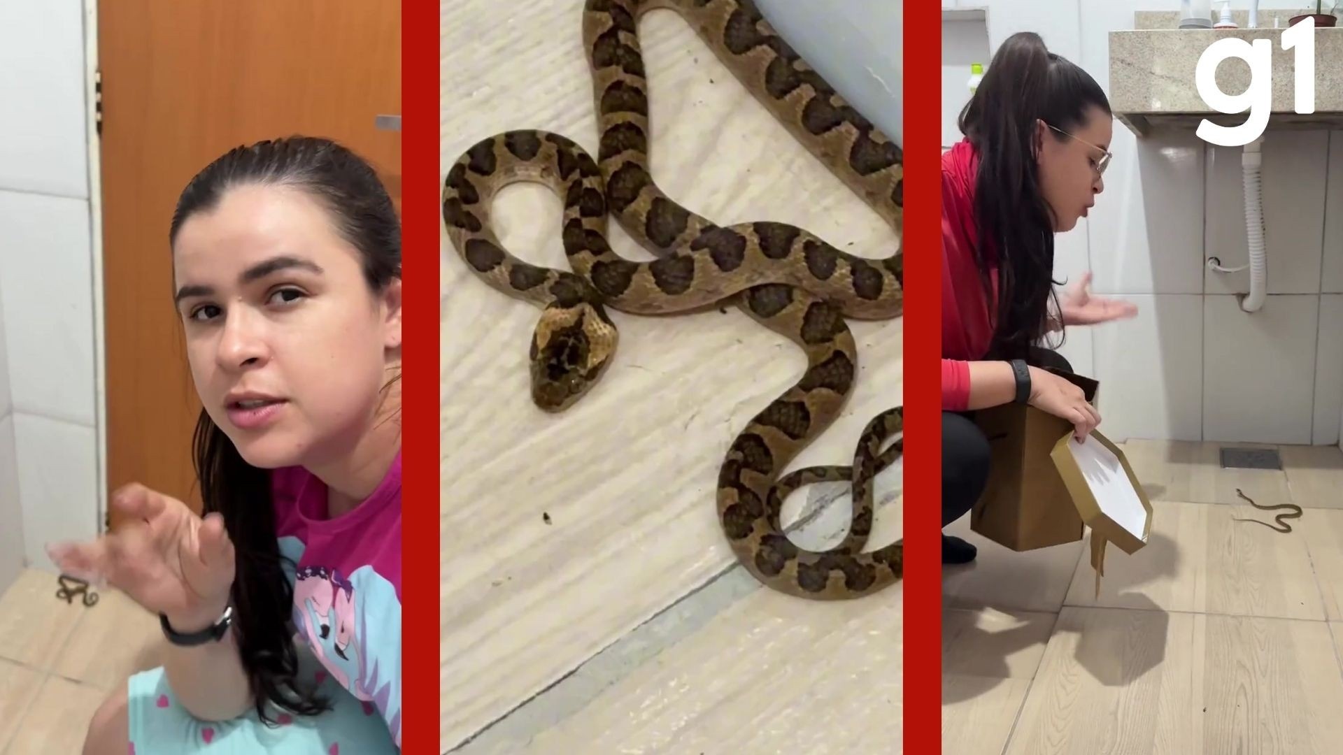 Coexistência Perigosa: O Vídeo da Cobra em Banheiro de MT Revela Desafios Regionais de Urbanização e Meio Ambiente