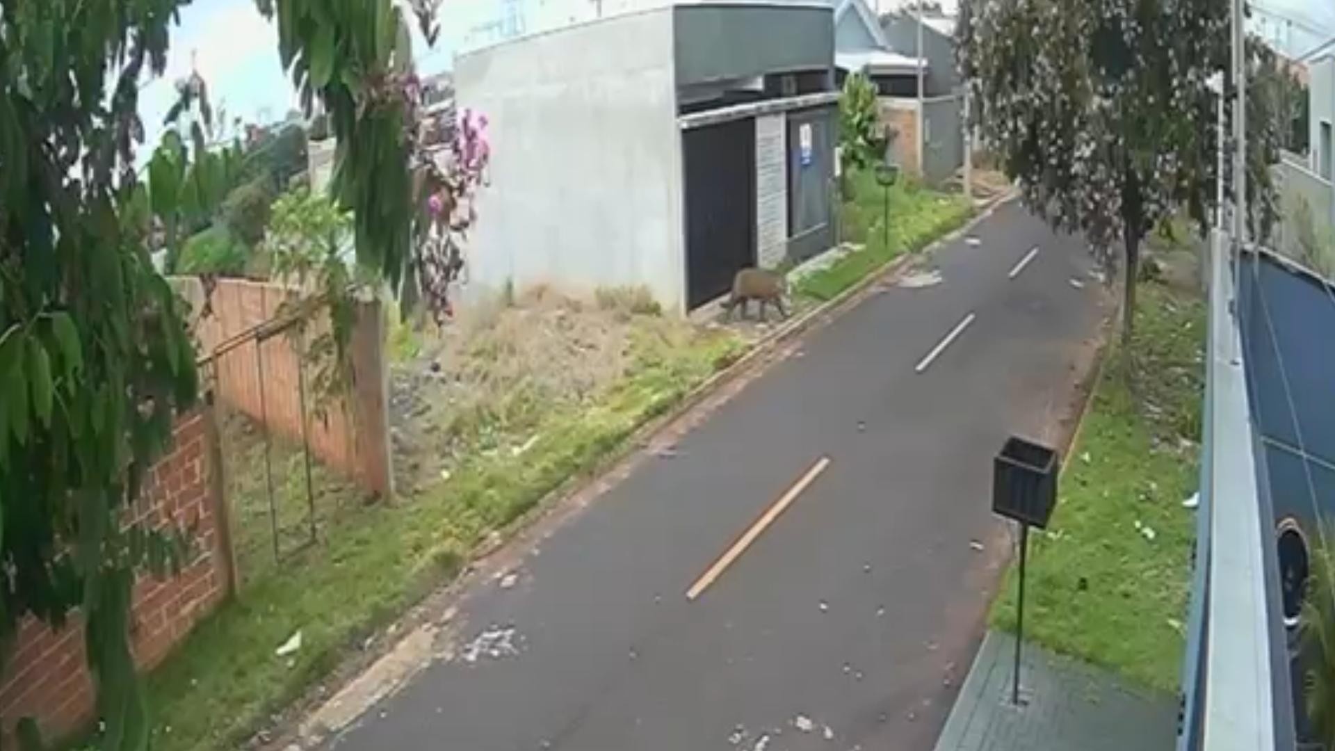Onça-Pintada em Foz do Iguaçu: Um Sinal Urgente de Conflito Urbano-Ambiental na Região