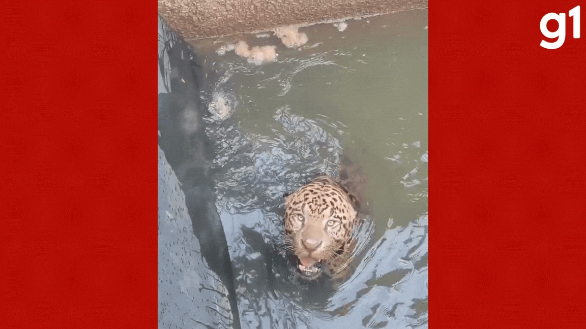 Interseção Crítica: Resgate de Onça em Usina no MT Revela Desafios da Ocupação Regional