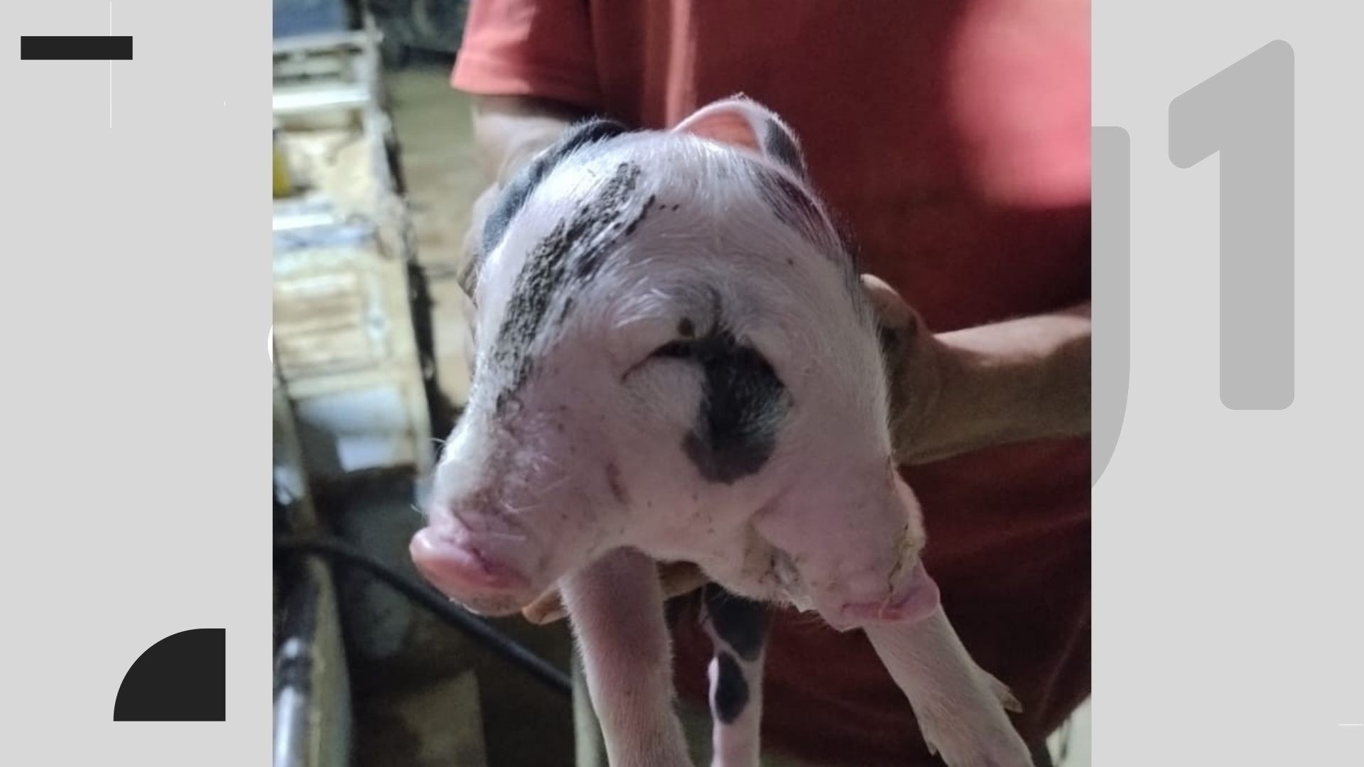 Diprosopia em Leitão no ES: Reflexões sobre Saúde Animal e Desafios Rurais na Região Serrana