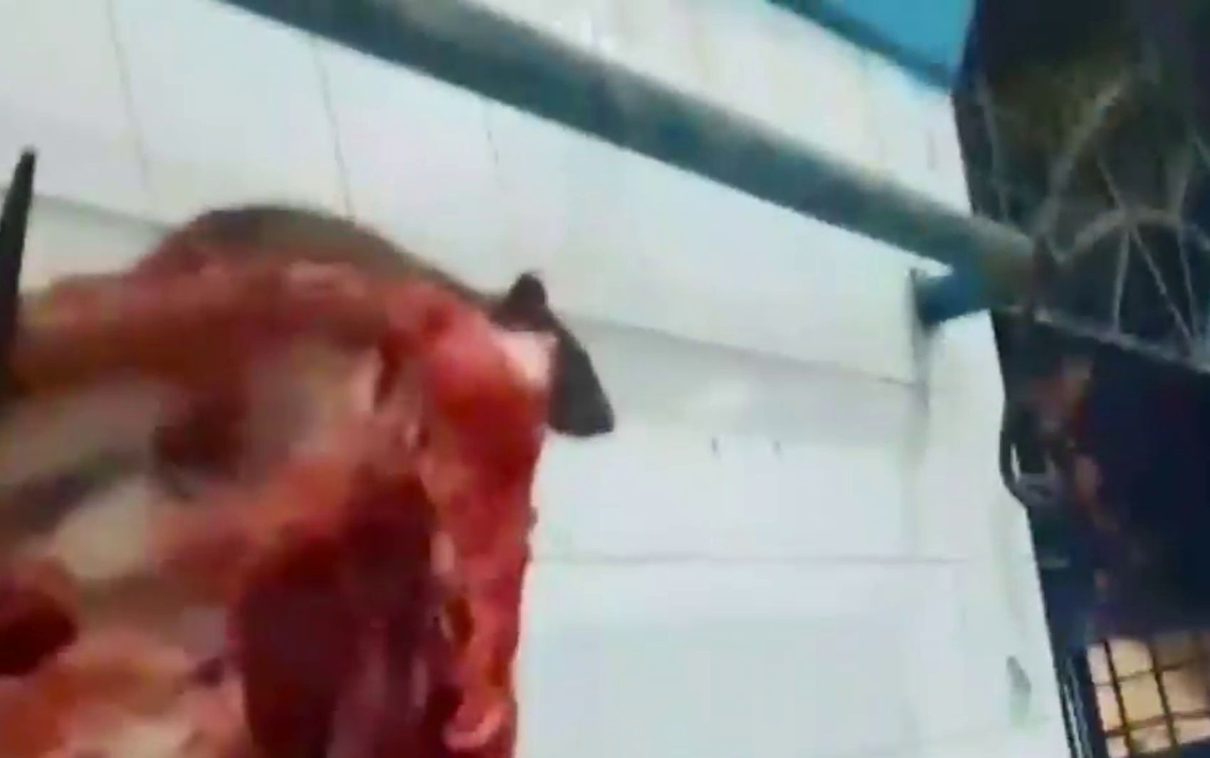 Alerta Sanitário em Itabaiana: Flagrante de Roedor no Mercado Municipal Expõe Desafios Cruciais à Saúde Pública