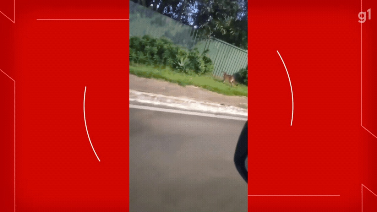 Presença Inusitada no Lago Norte Reacende Debate sobre Urbanização e Vida Selvagem no DF