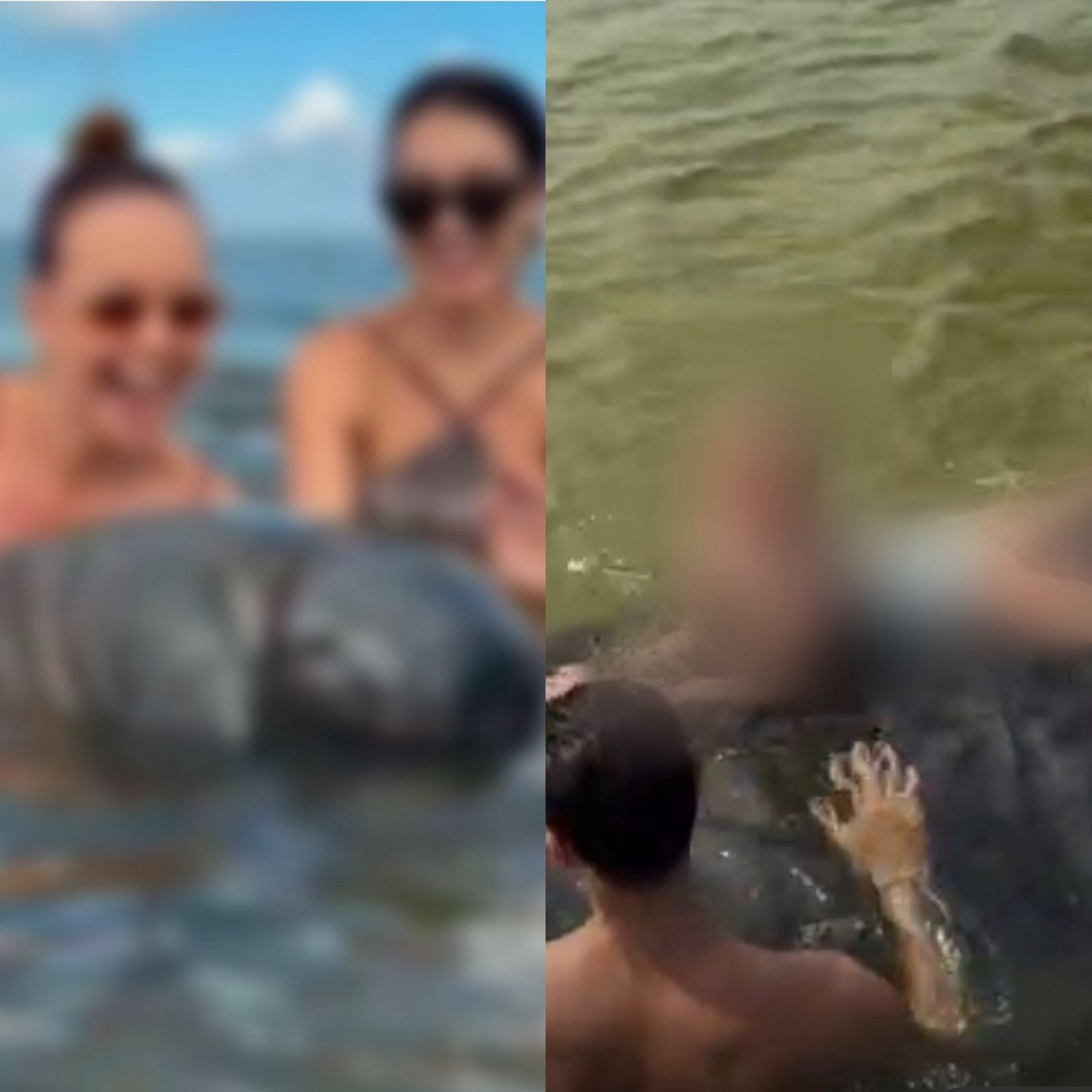 Prejuízo Além da Multa: O Impacto Profundo da Interação Irregular com Peixes-Bois em Alagoas