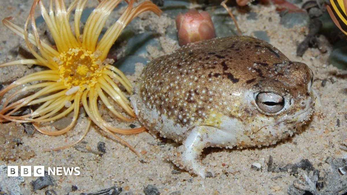 Extinção do Sapo da Chuva do Deserto: O Alerta Silencioso para a Economia Verde e a Biodiversidade Global