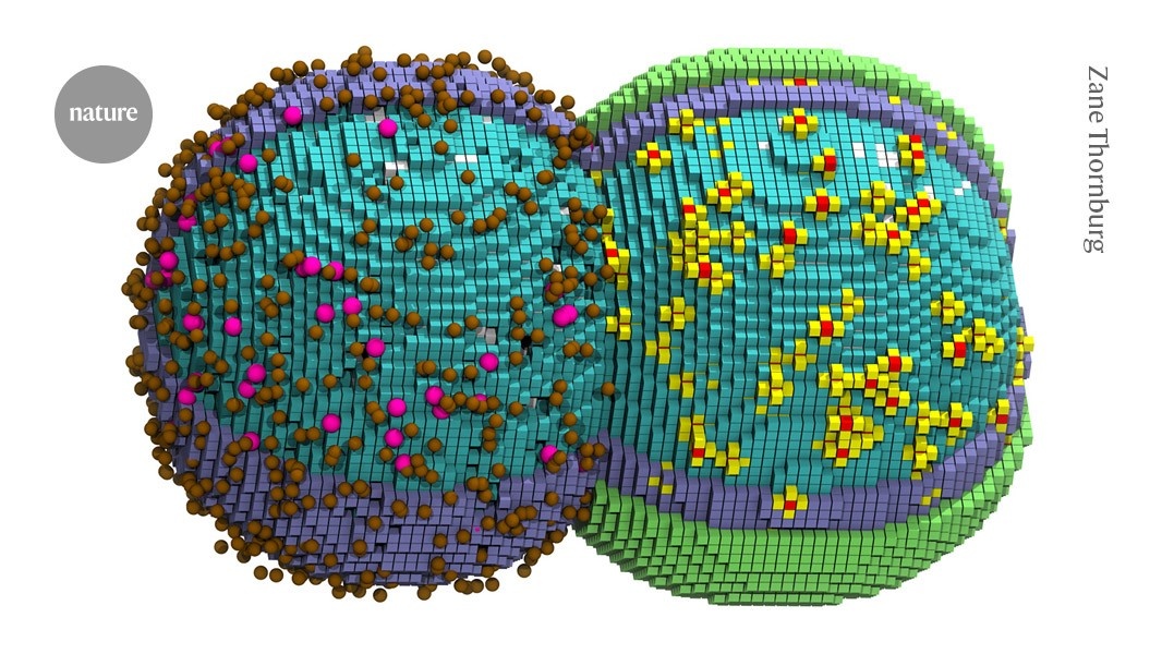 A Vida em Código: Simulação Completa da Divisão Celular Revela Segredos Fundamentais