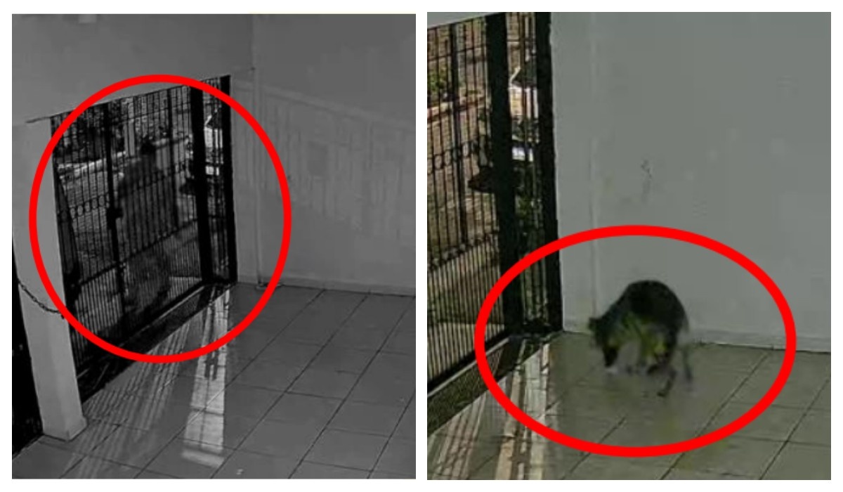 Morte de Pastor-Alemão na Zona Norte: O Preço da Intolerância e a Fragilidade da Convivência Urbana em SP