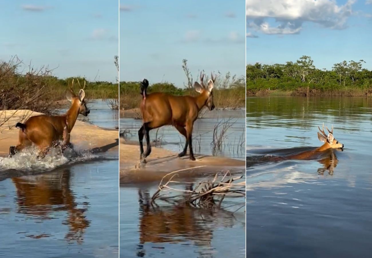 Avistamento de Cervo-do-Pantanal no Araguaia: Sinal da Fragilidade Ecológica do Tocantins