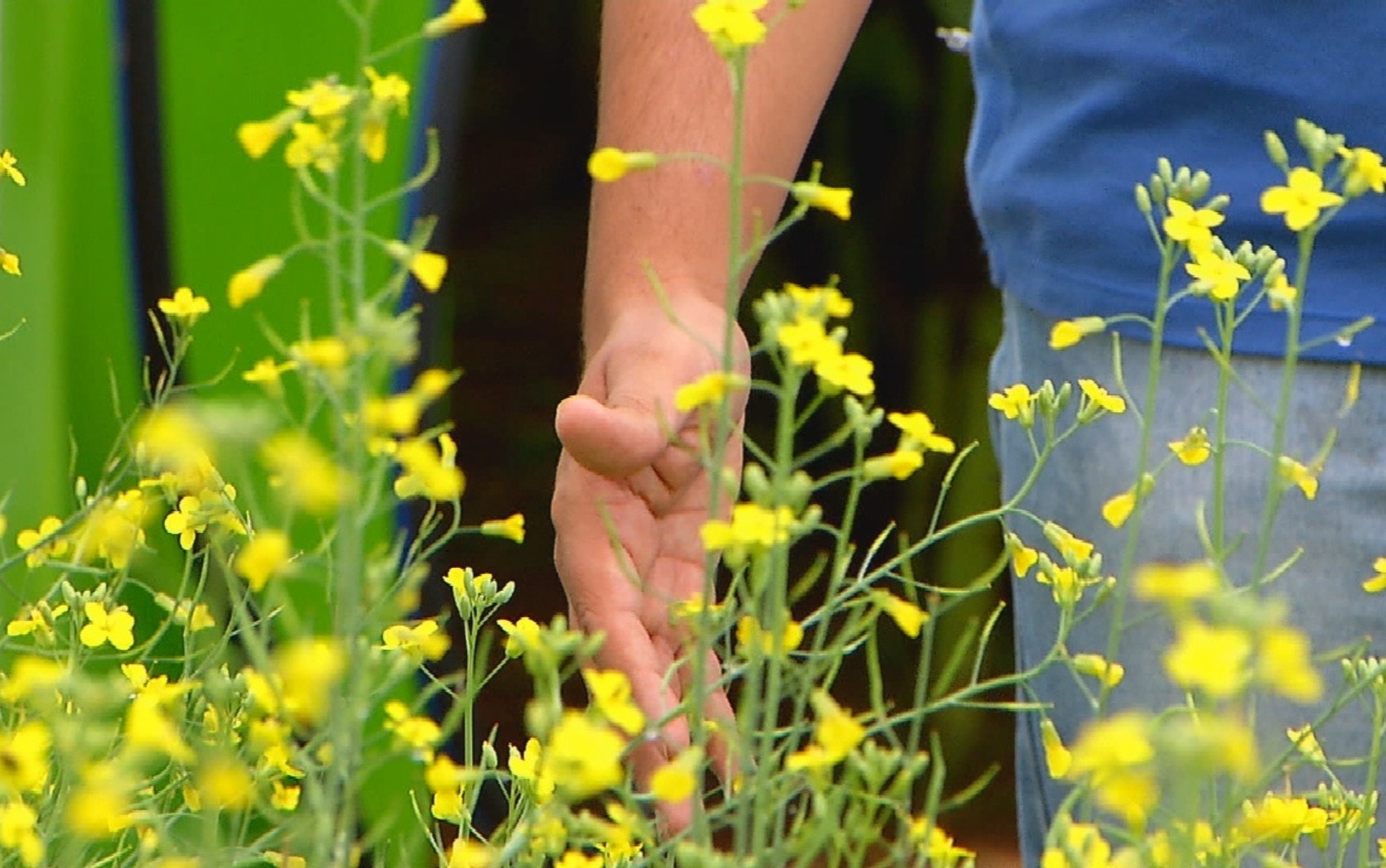 Carinata no Rio Grande do Sul: A Promessa Agrícola que Redesenha a Matriz Energética e a Economia Regional