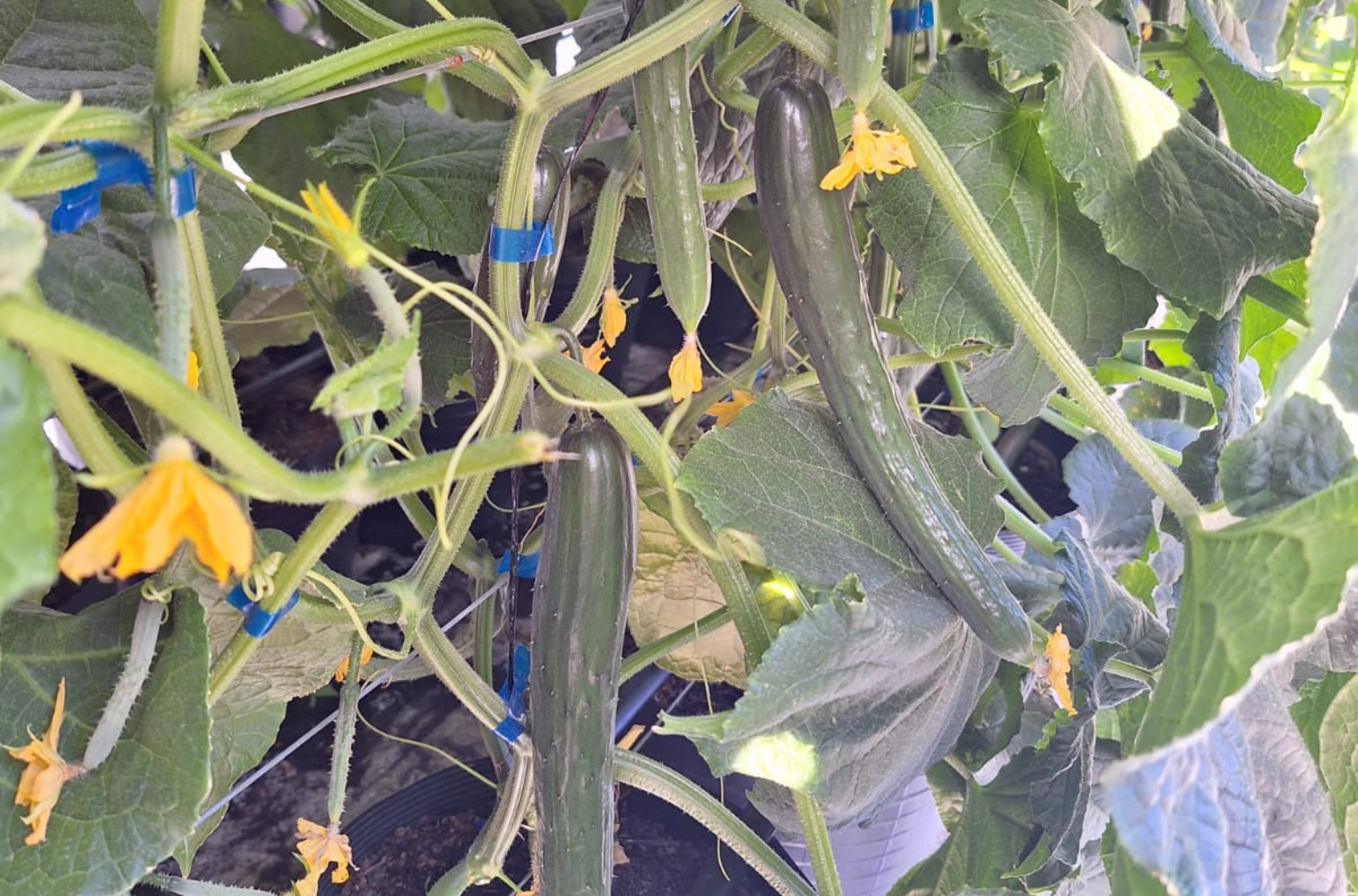 Roraima Celebra Recorde Histórico de Tartarugas-da-Amazônia: Um Modelo de Conservação e Desenvolvimento Regional