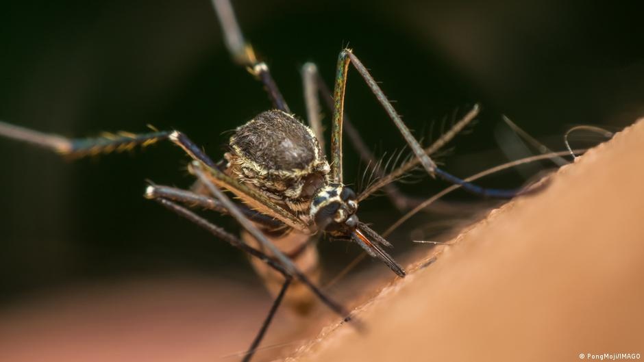 Google Lidera Revolução Biotecnológica no Combate a Doenças Transmitidas por Mosquitos