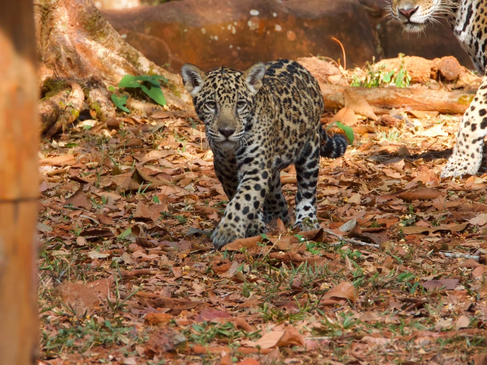 Xingu e a Urgência da Conservação: Pará Lidera no Resgate da Onça-Pintada