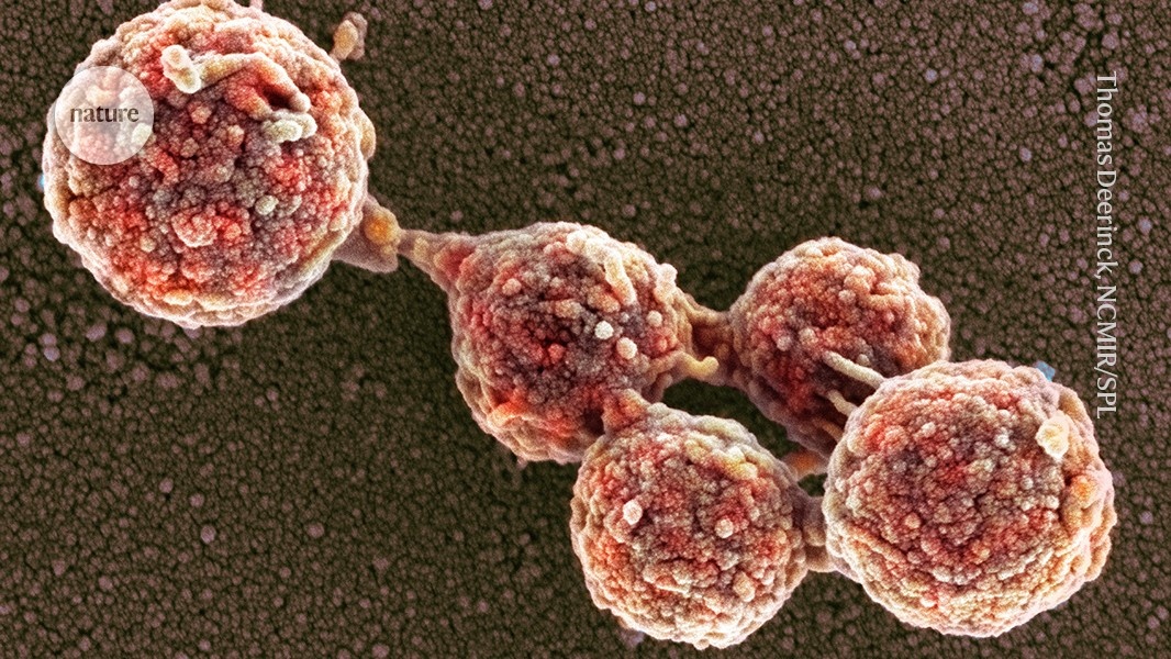 Células 'Zumbis' Ressuscitam Após Transplante de Genoma: Novo Paradigma na Biologia Sintética